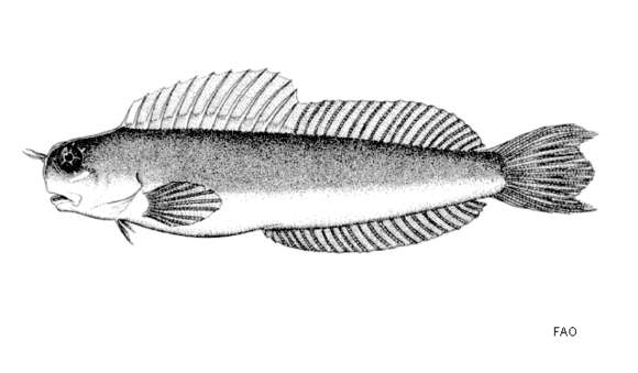 Image of Gulf blenny