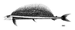 Image of Lancet fish