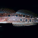 Image of Pardus coralblenny