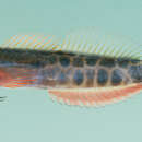 Image of Darkspots Blenny