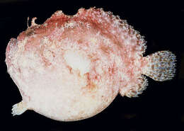 Image of Side-jet frogfish