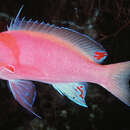 Image de Pseudanthias sheni Randall & Allen 1989