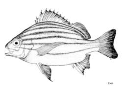 Plancia ëd Pomadasys taeniatus McKay & Randall 1995