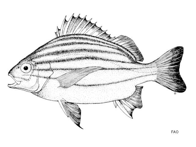 Plancia ëd Pomadasys taeniatus McKay & Randall 1995