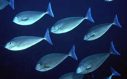 Image of Bluetail unicornfish