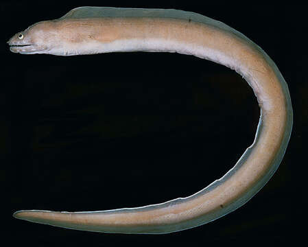 Image of Narrowtail moray