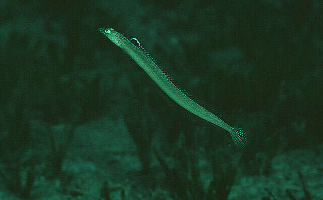 Image of Trichonotus nikii Clark & von Schmidt 1966