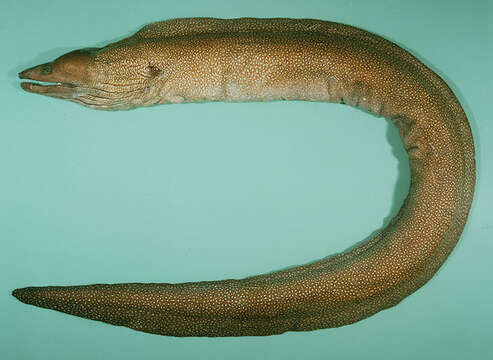 Image of Red Sea whitespotted moray