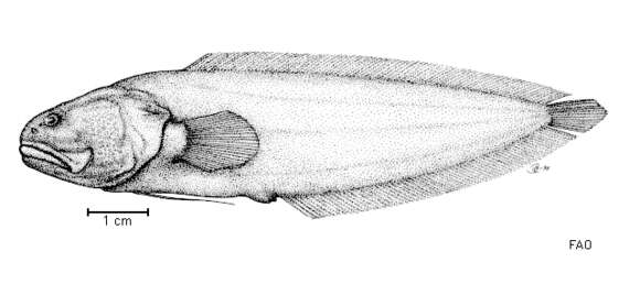 Image of Alionematichthys Møller