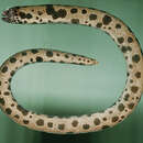 Image of Large-spotted snake moray