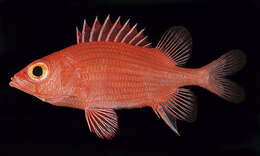 Image of Spiny squirrelfish