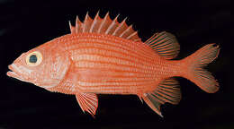 Image of Spiny squirrelfish