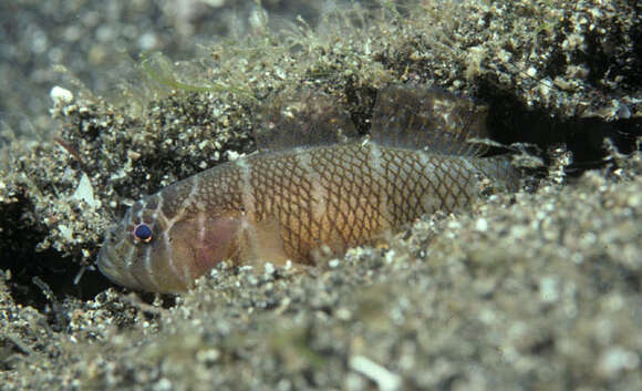 Image of Kappa reefgoby