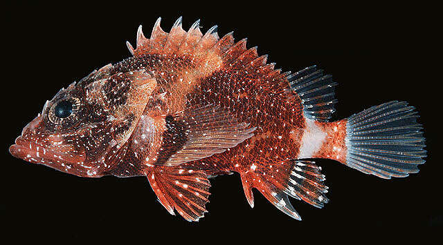 Image of Coral scorpionfish