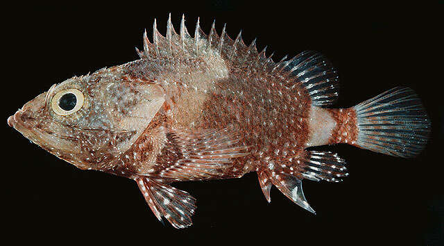 Image of Coral scorpionfish