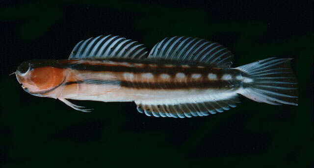 Image of Blackstriped combtooth blenny