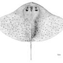Image of Tentacled butterfly ray