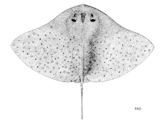 Image of Tentacled butterfly ray