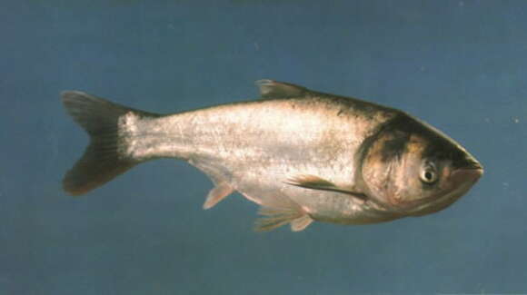 Image of silver carp