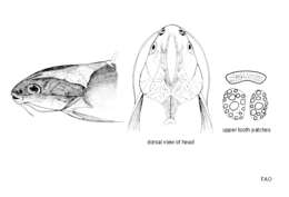 Image of Squirrelheaded catfish