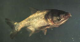 Image of silver carp