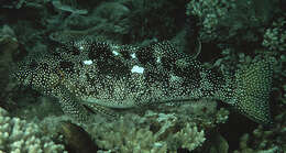 Image of marblefishes