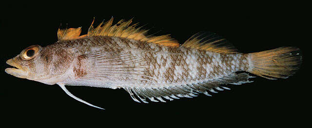 Image of Lord Howe scaly-headed triplefin
