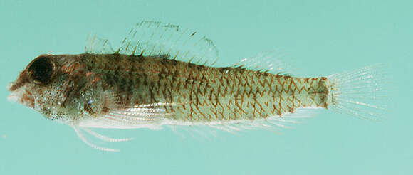 Image of Lord Howe Black-head Triplefin