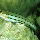 Image of Collete&#39;s blenny