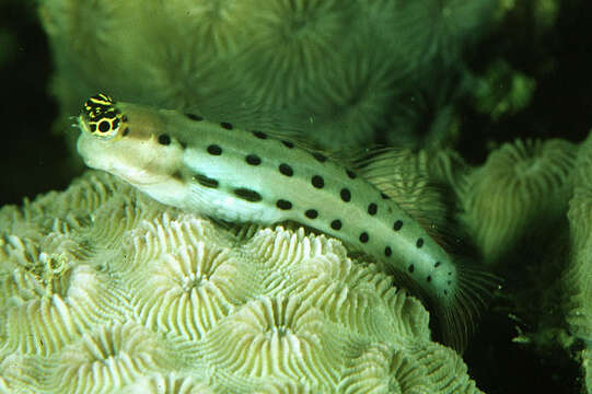 Image of Collete&#39;s blenny