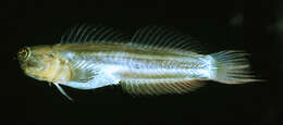 Image of Striped coralblenny