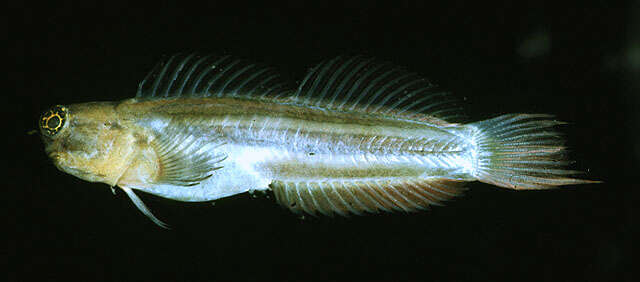 Image of Striped coralblenny