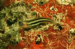 Image of Striped coralblenny