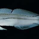 Image of Snout-spot goby