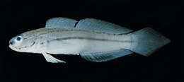 صورة Amblygobius esakiae Herre 1939