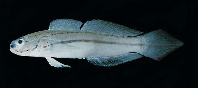 Image of Snout-spot goby