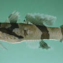 Image of Black-banded goby