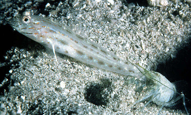 Image of Prawn-goby prawngoby shrimp-goby