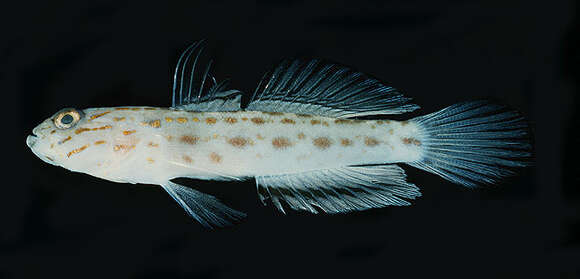 Image of Prawn-goby prawngoby shrimp-goby