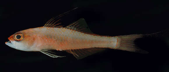 Image of Forktail dwarfgoby