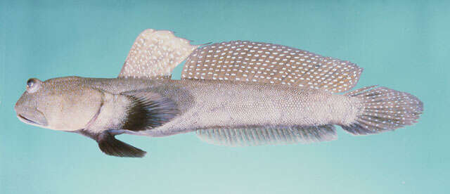 Image of Blue-spotted mud-hopper