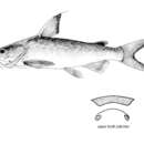 Image of Fleshysnout catfish