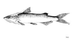 Image of Sea catfish