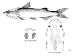 Image of Sea catfish