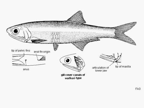 Image of Slough anchovy