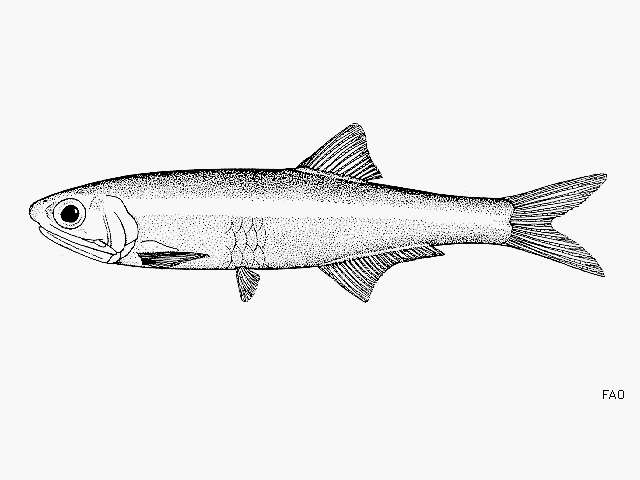 Sivun Anchoa delicatissima (Girard 1854) kuva