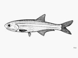 Image of Eigenmann&#39;s anchovy
