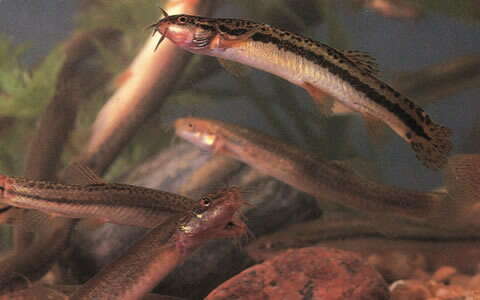 Image of Eight-whiskered stone loach