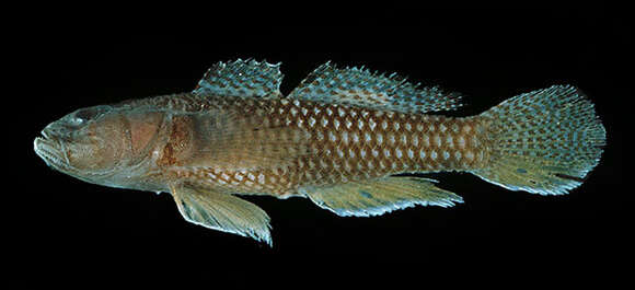 Image of Latticed goby