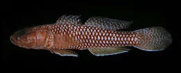 Image of Latticed goby